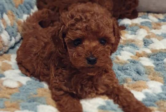 Štene bernskog planinskog psa image 1