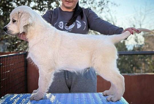 Zlatni retriver PRELEPI štenci image 2