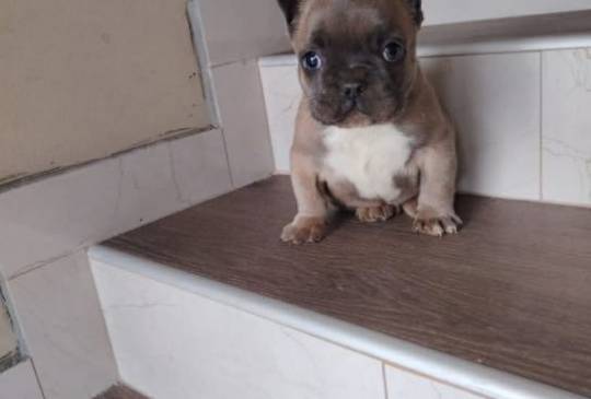 Francuski buldog muško štene image 5
