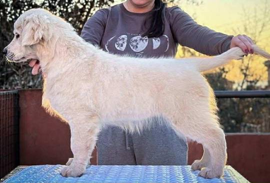 Zlatni retriver PRELEPI štenci image 1