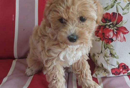 Maltipoo prelepi štenci image 4