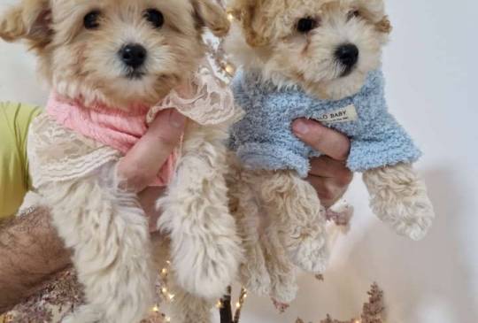 Preslatki maleni MALTIPOO stenci image 1