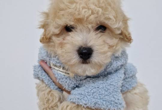 Preslatki maleni MALTIPOO stenci image 2