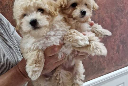 Preslatki maleni MALTIPOO stenci image 3