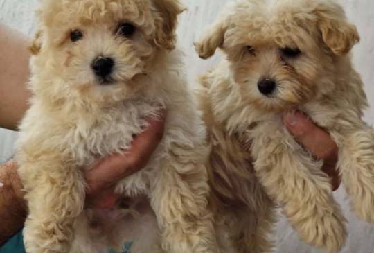 Preslatki maleni MALTIPOO stenci image 4