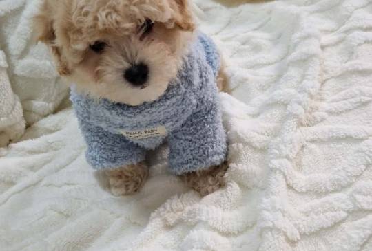 Preslatki maleni MALTIPOO stenci image 5