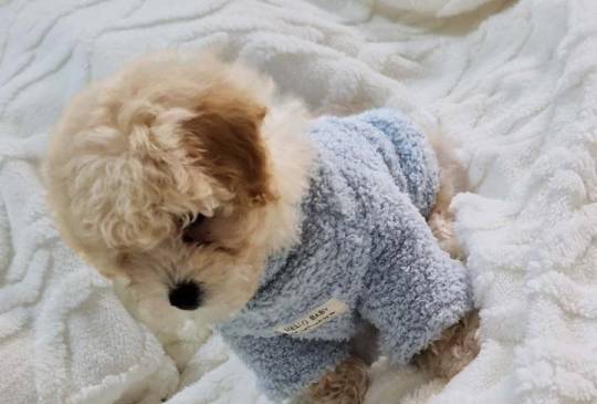 Preslatki maleni MALTIPOO stenci image 6