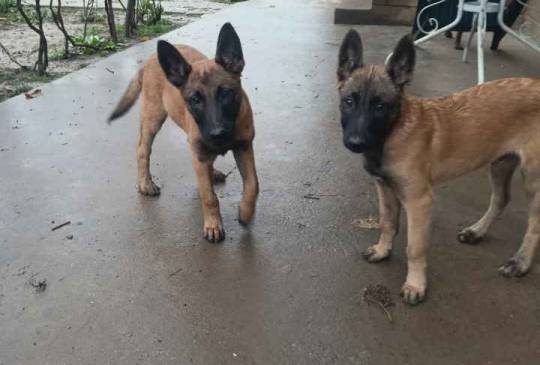 Belgijski ovčar MALINOA štenci image 1