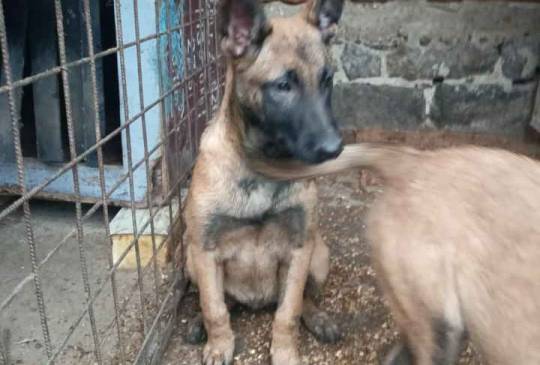 Belgijski ovčar MALINOA štenci image 2