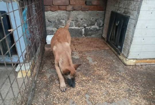 Belgijski ovčar MALINOA štenci image 3