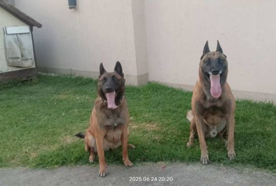 Belgijski ovčar MALINOA štenci image 4