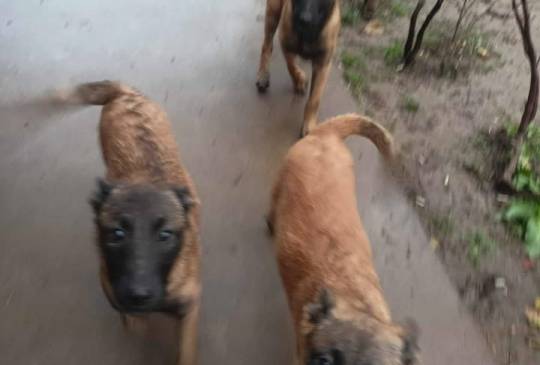 Belgijski ovčar MALINOA štenci image 5