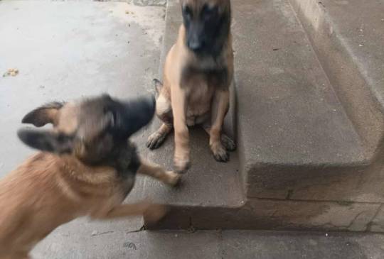 Belgijski ovčar MALINOA štenci image 6