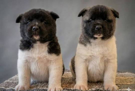 Američka Akita štenci image 1