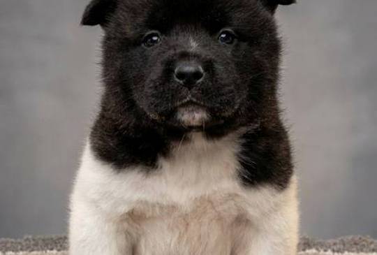 Američka Akita štenci image 2