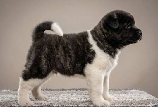 Američka Akita štenci image 3