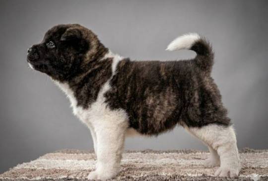 Američka Akita štenci image 4