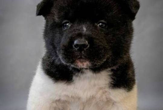 Američka Akita štenci image 5