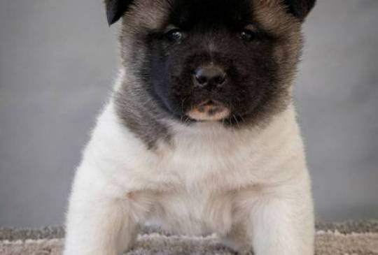 Američka Akita štenci image 6