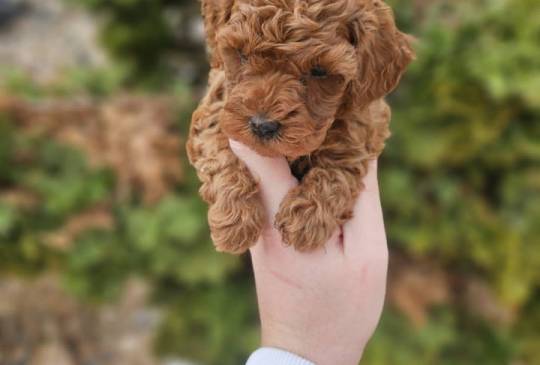 Crvene pudle toy, od oba roditelja image 2