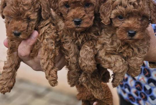 Crvene pudle toy, od oba roditelja image 3