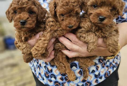 Crvene pudle toy, od oba roditelja image 4