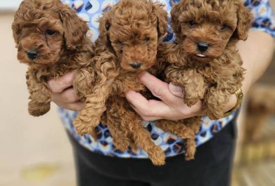 Crvene pudle toy, od oba roditelja image 5