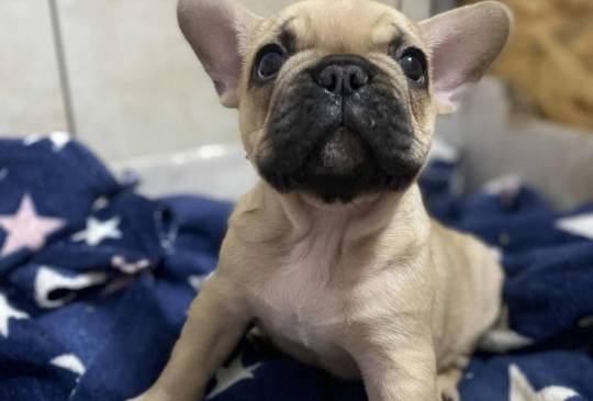 Francuski buldog image 3