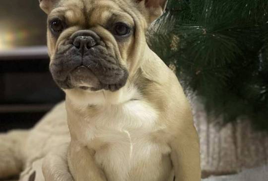 Francuski buldog image 4