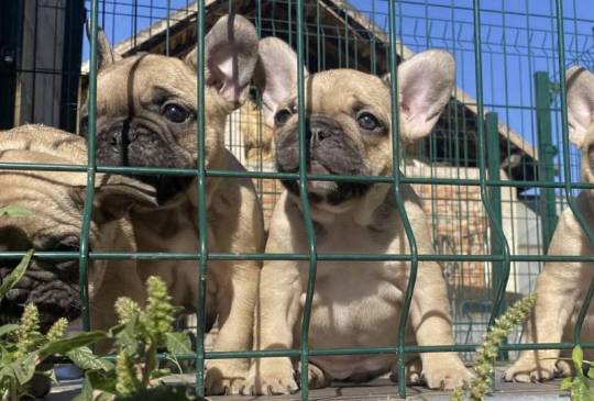 Francuski buldog image 2