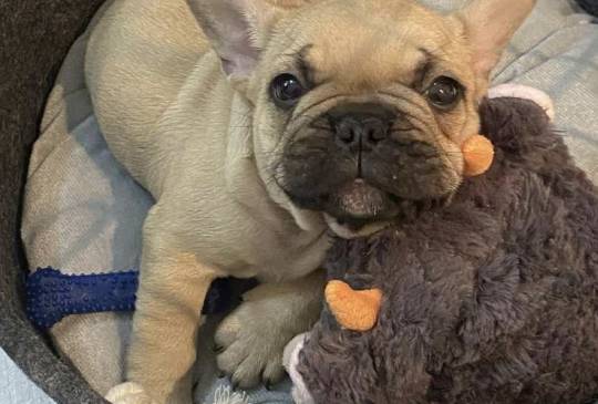 Francuski buldog image 1