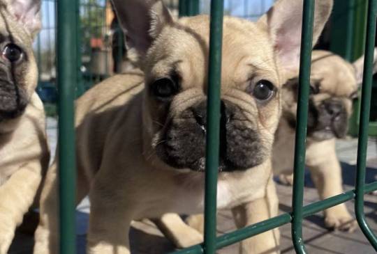 Francuski buldog image 1