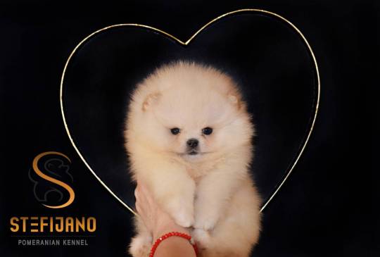 Pomeranac prelepi štenci image 1