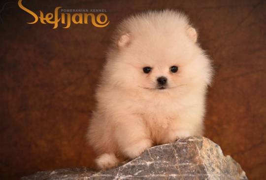 Pomeranac prelepi štenci image 2