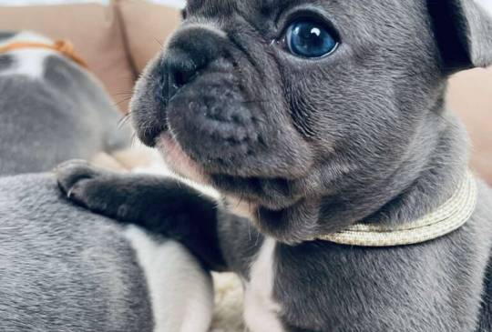 Plavi i merle egzoticni francuski buldoz image 1