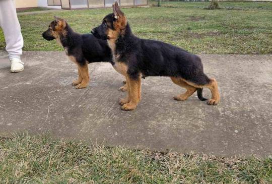 Nemacki ovcar prelepi stenci image 1