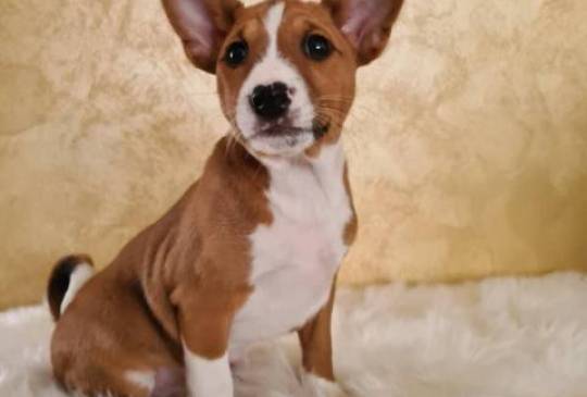 Basenji štenci image 1