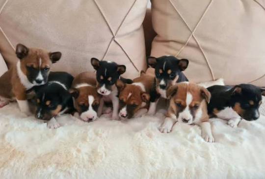 Basenji štenci image 2