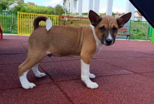 Basenji štenci image 3