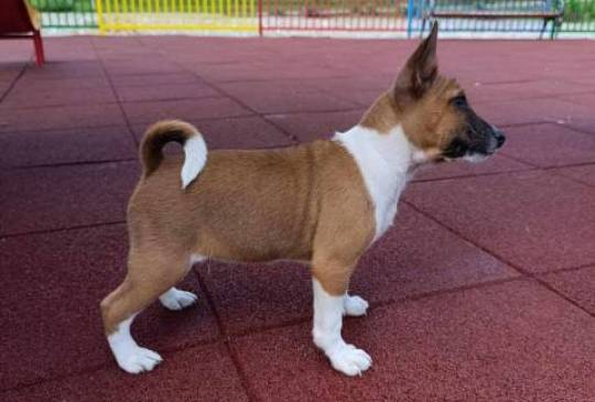 Basenji štenci image 4
