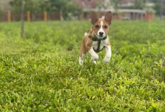 Basenji štenci image 5