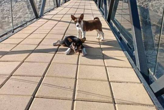 Basenji štenci image 6