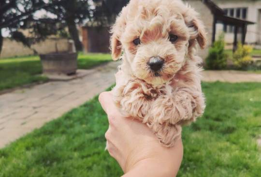 Maltipoo štenci image 5