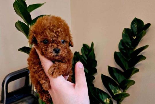 Neodoljive pudle toy i teacup image 1