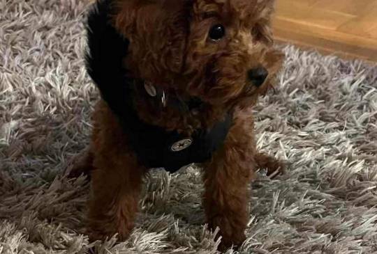 Neodoljive pudle toy i teacup image 3