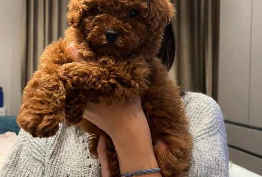 Neodoljive pudle toy i teacup image 5