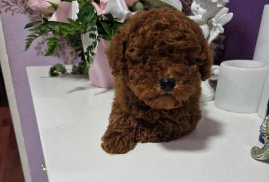 Neodoljivi stenci Toy pudle image 1