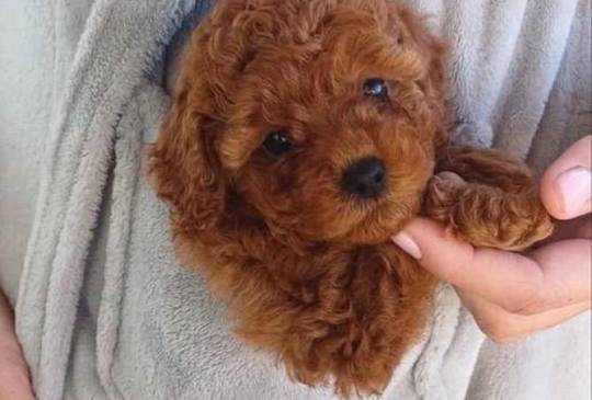 Neodoljivi stenci Toy pudle image 2