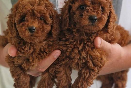 Neodoljivi stenci Toy pudle image 3