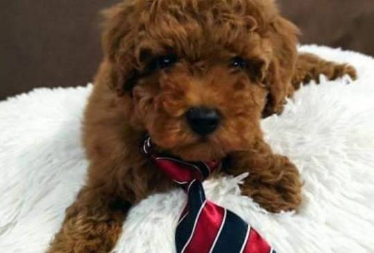 Neodoljivi stenci Toy pudle image 4